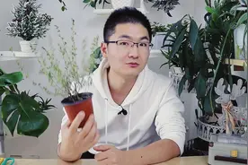 忘记浇水的盆栽，叶子干枯脱水，一个塑料袋让它起死回生视频封面
