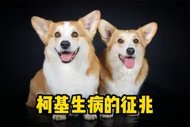 警惕，柯基生病的4个预兆！视频封面
