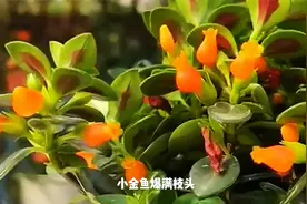 立春后养金鱼吊兰，这“四点”做到位，“小金鱼”挂满枝头视频封面