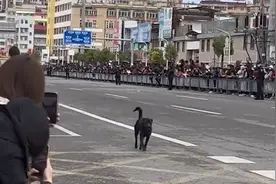 狗狗大摇大摆在路上走，引来众人围观拍照，狗：这辈子第一次视频封面