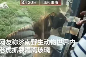 济南野生动物世界辟谣老虎拍碎玻璃视频封面