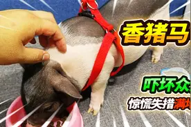 被20公分狗头咬到手指，小香猪穿上性感马甲，受到惊吓原地起飞视频封面