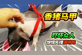 被20公分狗头咬到手指，小香猪穿上性感马甲，受到惊吓原地起飞视频封面