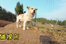 给猫装上摄像头，发现它一直跟踪主人，真是个可爱的跟屁虫视频封面