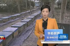 蜜蜂能治风湿病？ 听信偏方伸贼手视频封面