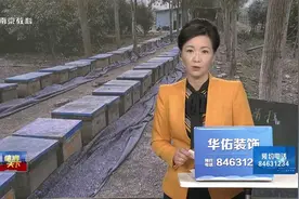 蜜蜂能治风湿病？ 听信偏方伸贼手视频封面