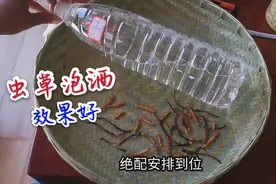 虫草泡酒喝3个月有这效果，可惜很多人不知道！快看看吧