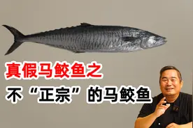 南方马鲛鱼（鲅鱼），为什么又贵又不好吃？因为正主被人为替换了视频封面