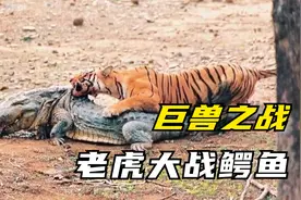 罕见的巨兽之战，孟加拉虎大战3.7米巨鳄，鳄鱼真的打不过老虎吗视频封面
