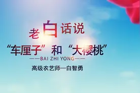 科普：“车厘子”和“樱桃”一样吗？有本质区别吗？很多人错啦！视频封面