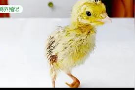 小鹌鹑上演鸟坚强，一瘸一拐坚强站起来，这样的生命力让人折服！视频封面