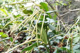 农村常见中草药，叫接骨生也叫石吊兰，你见过吗？视频封面