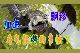 【乌龟日记】乌龟能游得多快？！｜巴西龟游泳｜追食喂食