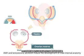 【诊断科学】AMH，女性生殖健康重要标志物
