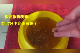 小狗热感冒，流鼻涕咳嗽，买了板蓝根泡狗粮，希望它好起来