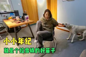 9个月的拉布拉多劲太大了，拖着主人满屋跑，是个拉雪橇的好苗子视频封面