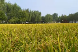 北京五环内唯一一处，梯田式免费郊野公园，满园金色惹人醉视频封面