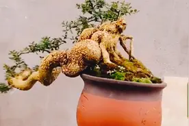岭南代表雀舌皱皮黄杨盆景欣赏，曲折蜿蜒，姿态遒劲沧桑视频封面