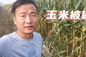 小伙家的玉米总是被偷，怀疑是邻村人所为，又没证据这可怎么办视频封面