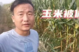 小伙家的玉米总是被偷，怀疑是邻村人所为，又没证据这可怎么办视频封面