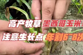 墨西哥玉米草产量高，但收割很重要，生长点留住，一年能割6~8次视频封面