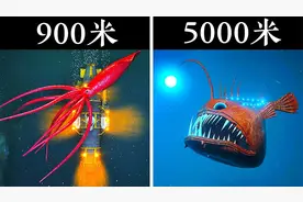 大海到底有多深？3D动态展示，看看不同深度发现了什么！