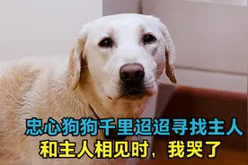 狗狗从天津到北京千里迢迢寻找主人，狗狗和主人相见时，我看哭了视频封面
