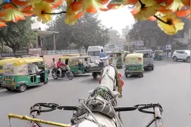 在市中心，马车也可以上公路！估计只有在印度能看到这样的奇景视频封面