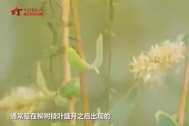 【军视问答】柳絮过敏我们应当如何应对？视频封面