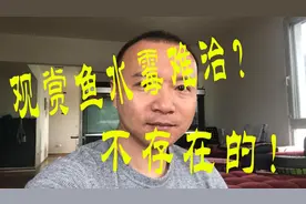 观赏鱼（水霉）身上长毛怎么办？别人发这样的视频，有什么感想？