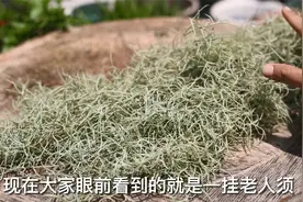 有种花像“老人须”，不用土不用水，挂起来就能养，又漂亮又好养视频封面