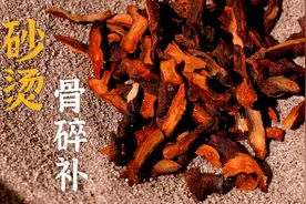 骨碎补 骨头碎了也可以修补视频封面