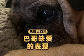 巴哥缺爱的4个症状，第3点，很多人人不知道！视频封面