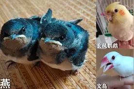 盘点我最喜欢的三种鸟类，最后一种身强体健，非常适合养鸟的新手