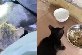 善意的磁场！男子河边夜钓，半夜怀里突然钻进了两只流浪猫视频封面