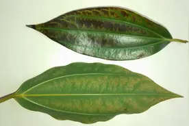 平安树叶片发黄，这里有些妙招，不用两周绿出油视频封面
