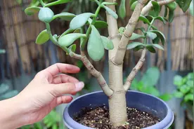 玉树盆土板结，施点这种肥最好，疏松又营养视频封面