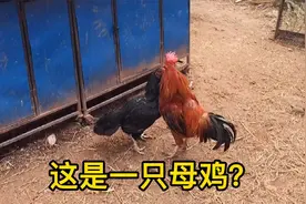 这只斗母鸡刷新了，公鸡拳硬对于母鸡的定义（下）视频封面