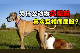 为什么动物求偶前，总会先闻闻对方的屁股？这是什么特殊礼节吗？