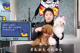 宠物小知识：比熊与泰迪的知识分享，以及它们俩的区别视频封面