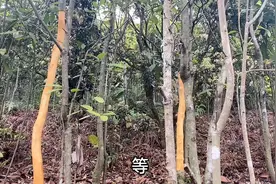 粉丝想知道桂树剥了皮还能不能活，把皮都去掉了，这树还能要吗视频封面