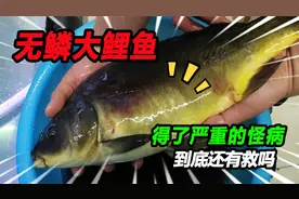 养了2周的3斤无鳞大鲤鱼，身体长了厚厚的白毛，这样折腾还有救吗视频封面