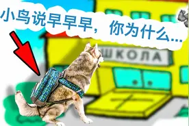 狗都知道要上学！哈士奇去学校的第一天，学了什么视频封面