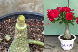沙漠玫瑰枝干截断，接穗往上一插，6个月后，长出满树红花，真牛视频封面