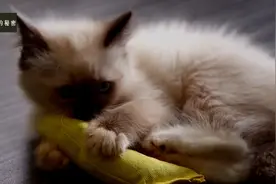 猫咪姐妹闯荡喵生新世界！没有什么困难是一场玩耍解决不了的！