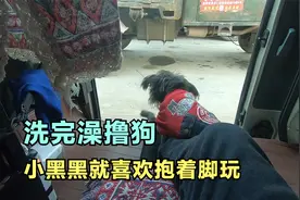 去维西县城洗澡取快递，洗完澡撸狗，这中午真热视频封面