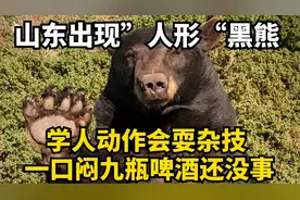 山东出现”人形“黑熊，学人动作会耍杂技，一口闷九瓶啤酒还没事视频封面