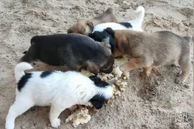 面对猪油渣拌稀饭，5只小奶狗疯狂抢食，吃得狼狈不堪、膀大腰圆视频封面