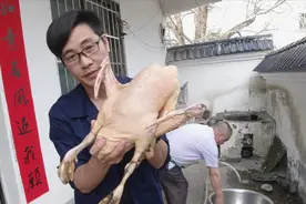 鹅毛怎样拔才快？农村小伙教你这一招，拔鹅毛像脱衣服一样快视频封面