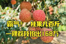 霸气！茂名千年贡园又上榜了，一棵600年荔枝古树拍出了168万视频封面